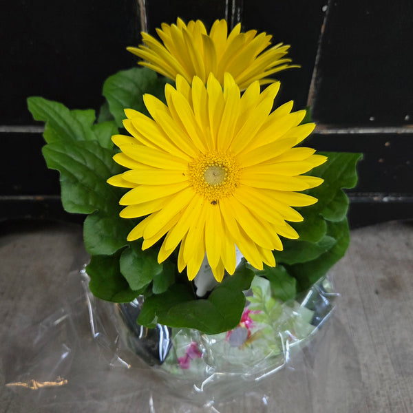 Spring Flowering - Assorted