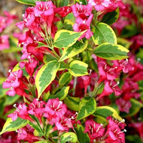Weigela 'French Lace'