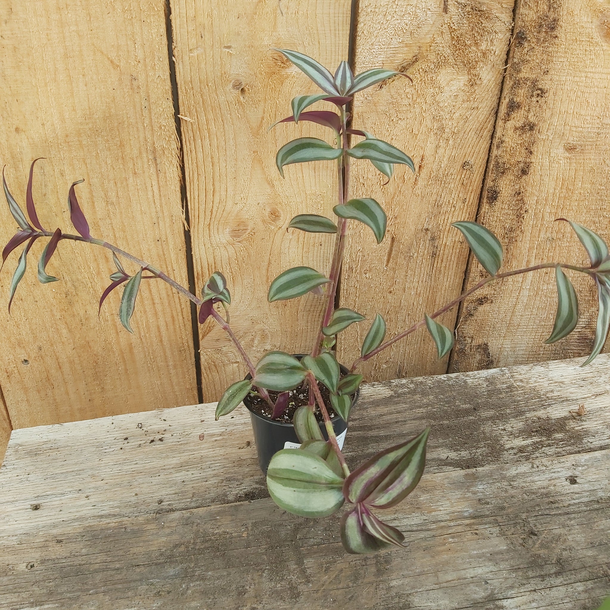 Tradescantia 'Zebrina' 4"