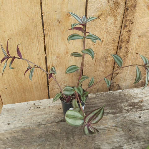 Tradescantia 'Zebrina' 4"