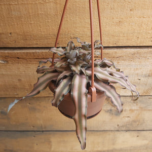 Cryptanthus - 4.5" Hanging Basket
