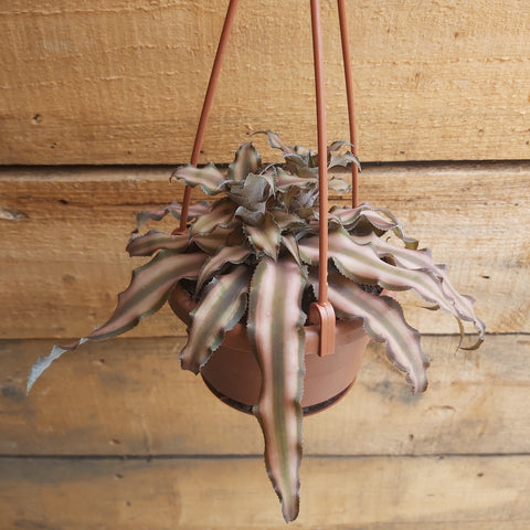 Cryptanthus - 4.5" Hanging Basket