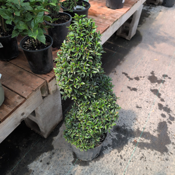 Eugenia 'Spiral' 36 10"