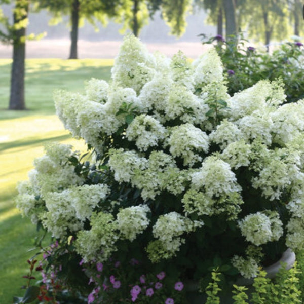Hydrangea 'Bobo'