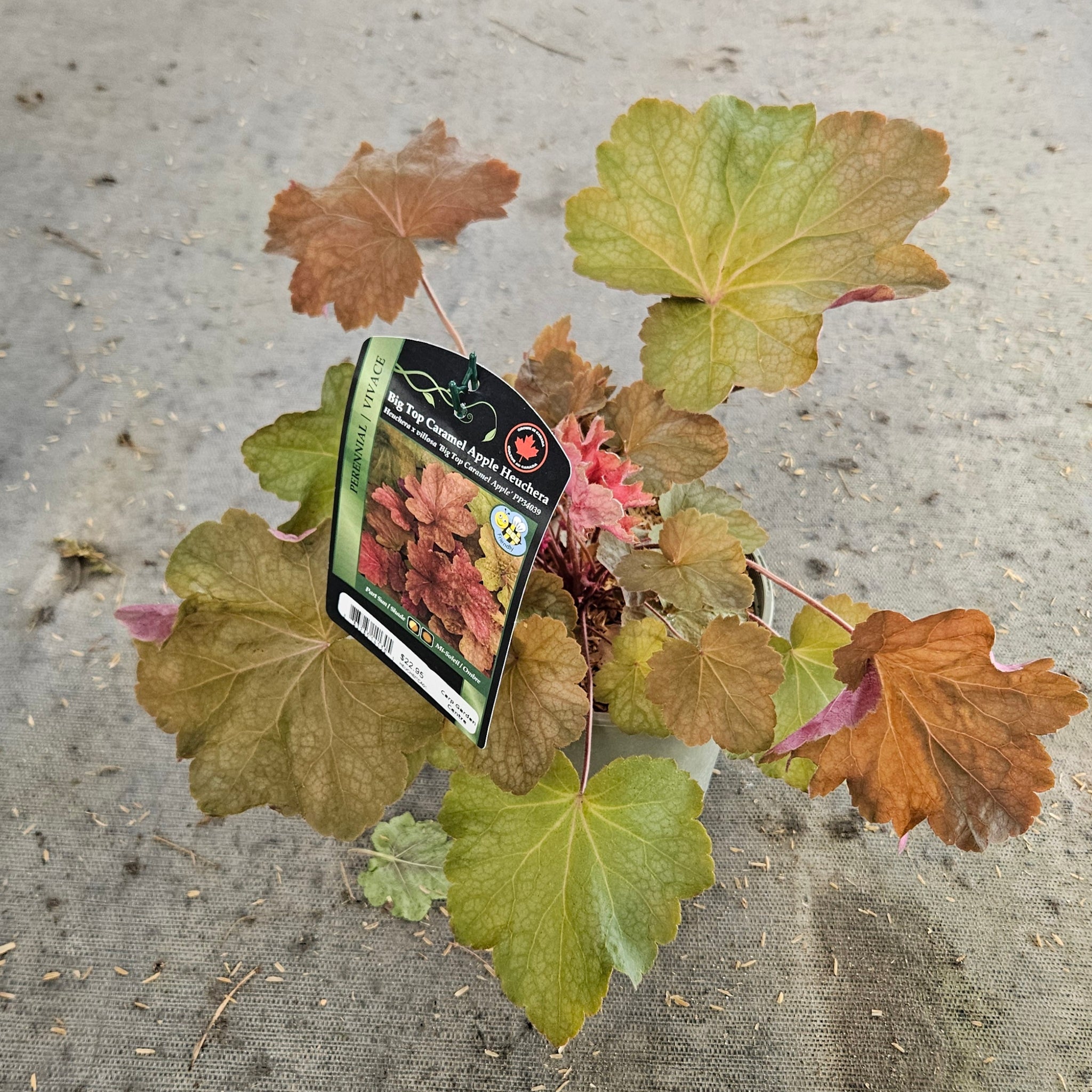 Heuchera 'Big Top Caramel Apple'