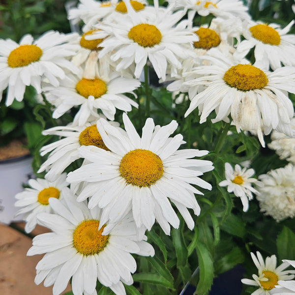 Shasta Daisy 'Superbum White Cap'
