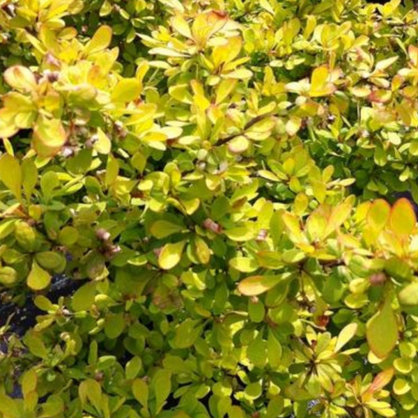 Barberry 'Aurea Nana'