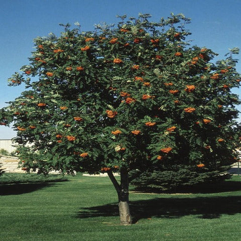 Mountain Ash 'Cardinal Royal' - Large Caliper