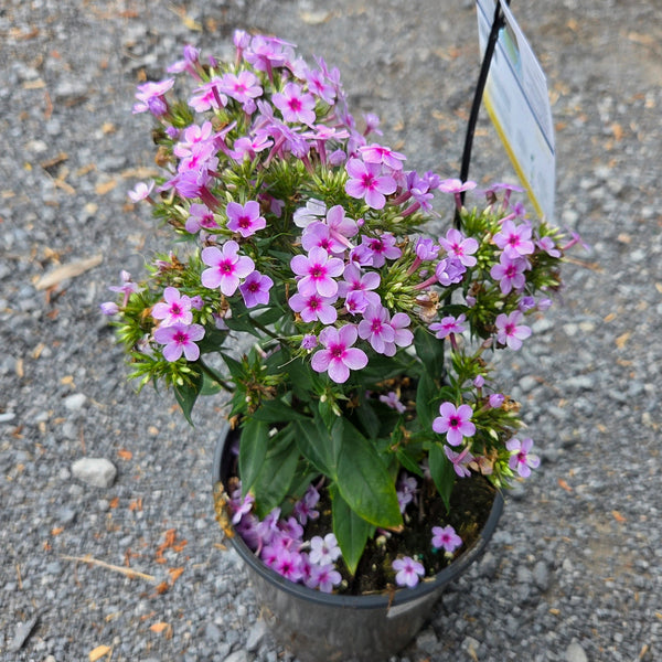 Phlox 'Early Lavender Pop'