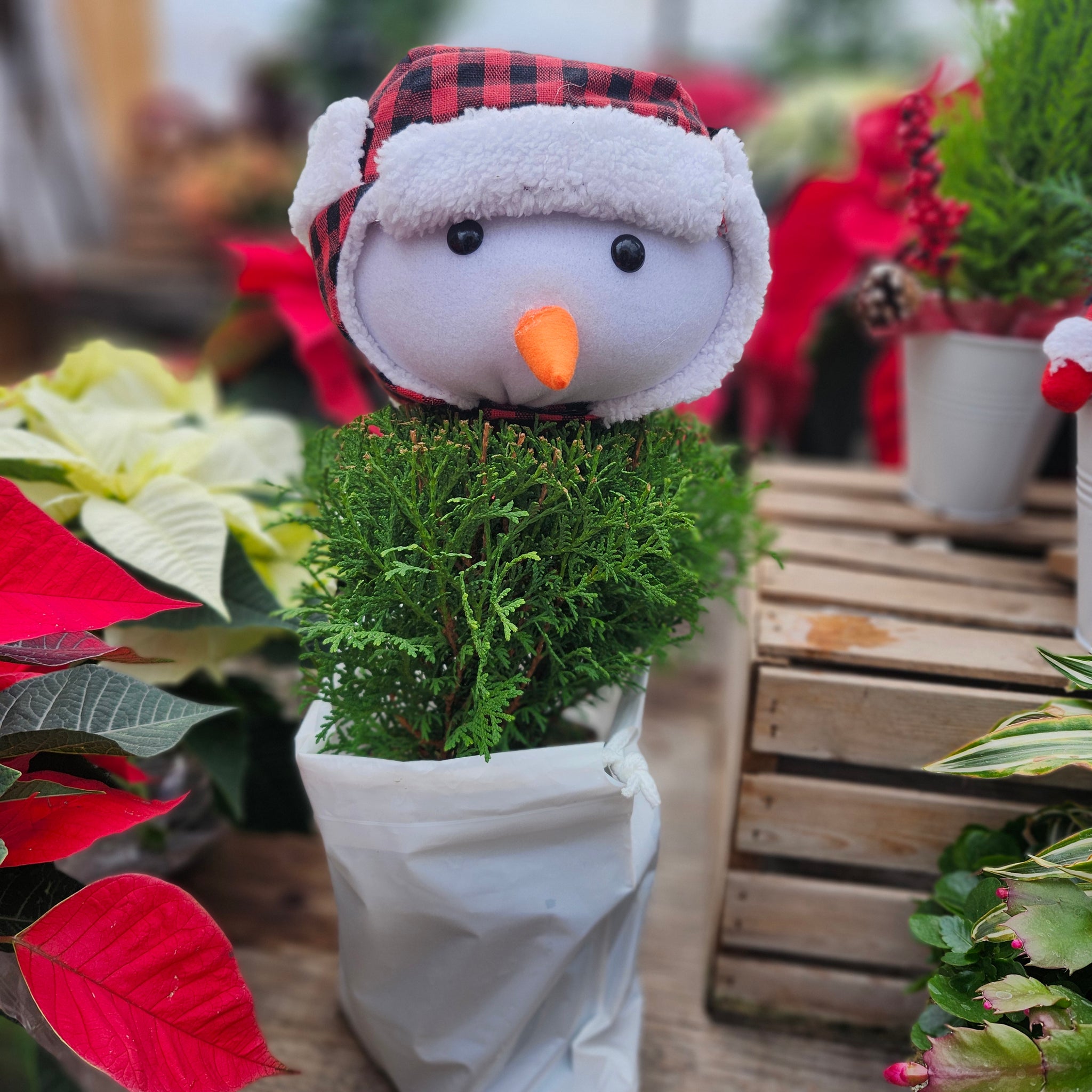 Arborvitae Planter 'Snowman'