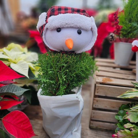 Arborvitae Planter 'Snowman'