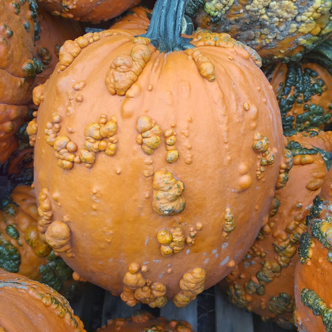 Witch's Pumpkins - Medium
