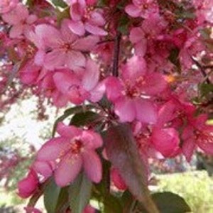 Crabapple 'Royal Raindrops' - Large Calliper