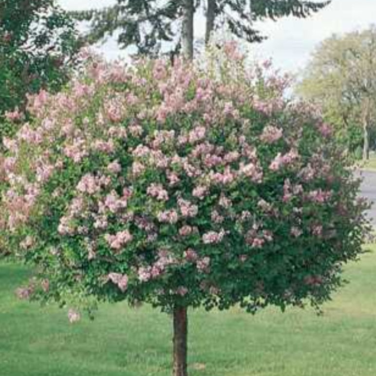 Dwarf Korean Lilac - Tree Form