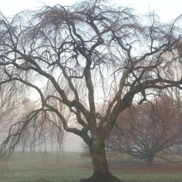 Double Weeping Cherry Tree 'Pendula'