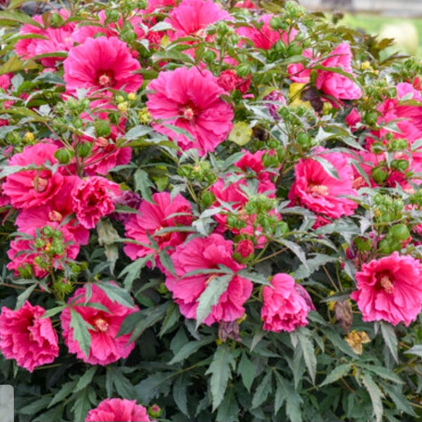Hibiscus 'Watermelon Ruffles'