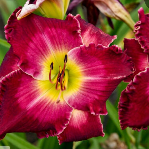 Hemerocallis 'Blood Sweat and Tears' PW