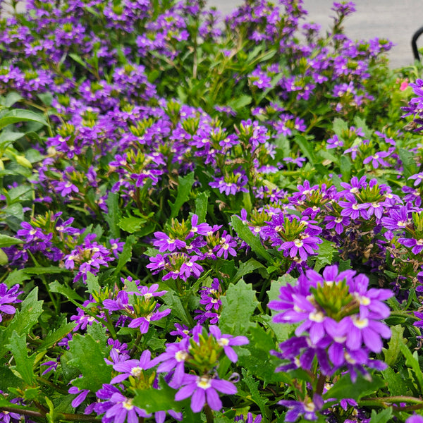 Scaevola 'Touch Indigo'