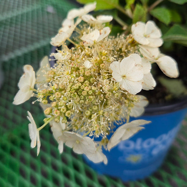 Hydrangea 'Toy Soldier'