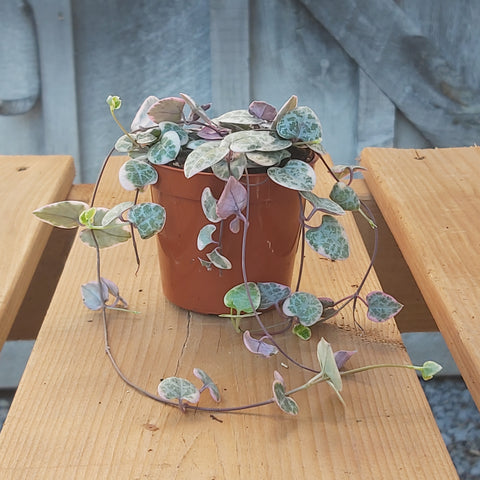 2.5" String of Hearts