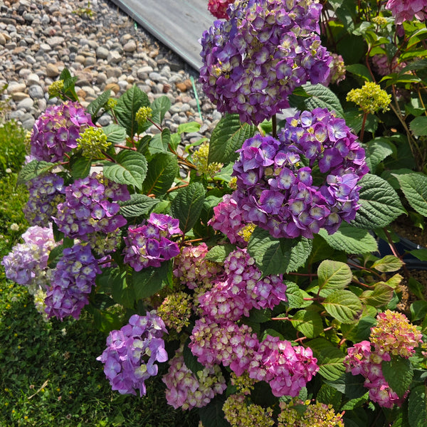 Hydrangea 'BloomStuck'