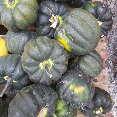 Acorn Squash