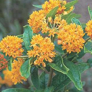 Milkweed 'Hello Yellow'