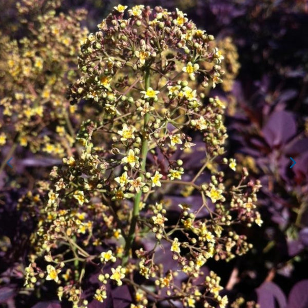Smokebush 'Royal Purple'