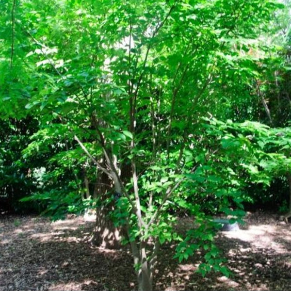 Chinese Flowering Dogwood 'Chinensis'