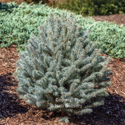 Colorado Spruce 'Scottie'