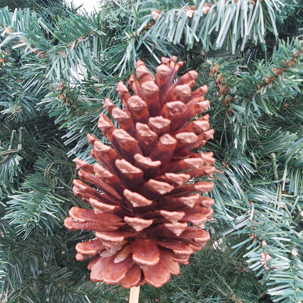 Large pinecone pick