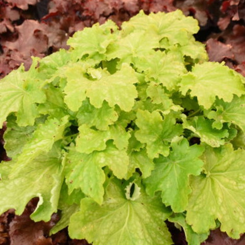 Heuchera 'Ball Gown' PW