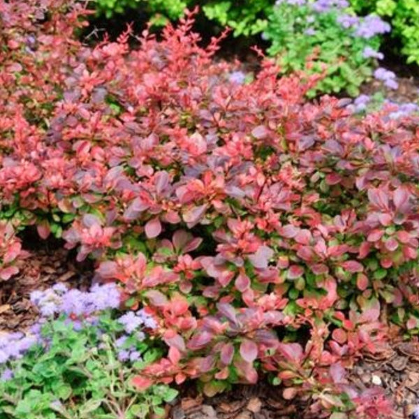 Barberry 'Royal Burgundy'