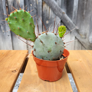 Cactus 'Violet Prickly Pear' 4"