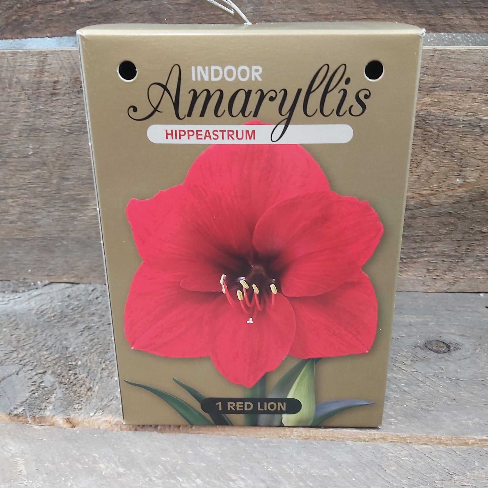 Amaryllis Golden Box Collection