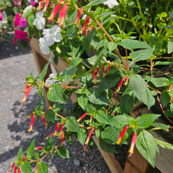 Cupea-ignea ' Hummingbird's Lunch'