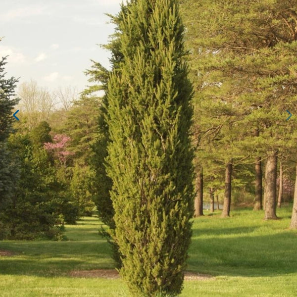 Columnar Norway Spruce 'Cupressina'