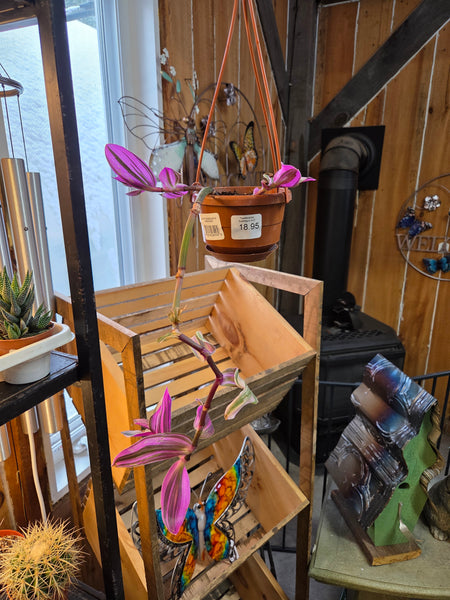 Tradescantia 'Bubblegum' 4.5" Hanging Pot