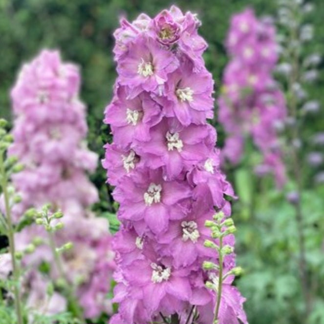 Delphinium 'Mini Pinks'