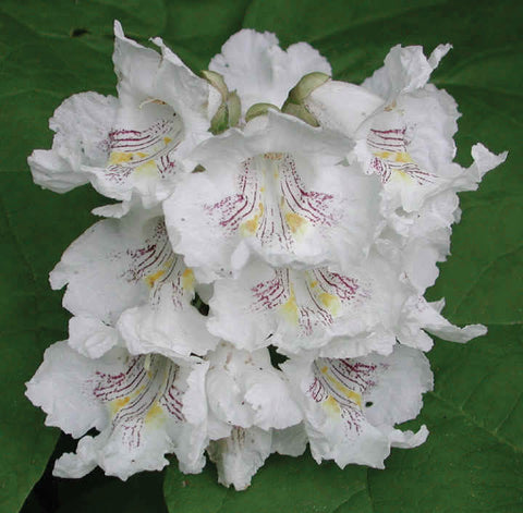 Northern Catalpa - Large Calliper