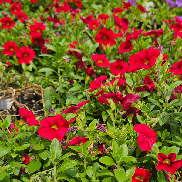 Calibrachoa 'Caliloco Dracula'