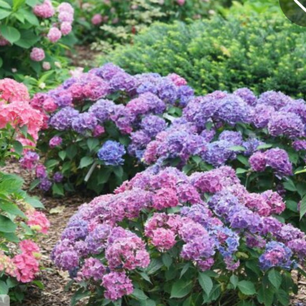 Hydrangea 'Let's Dance Lovable'