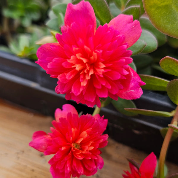 Portulaca 'ColorBlast Double Magenta'