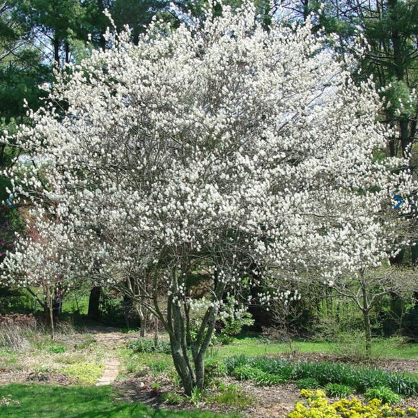 Canadian Serviceberry-Clump