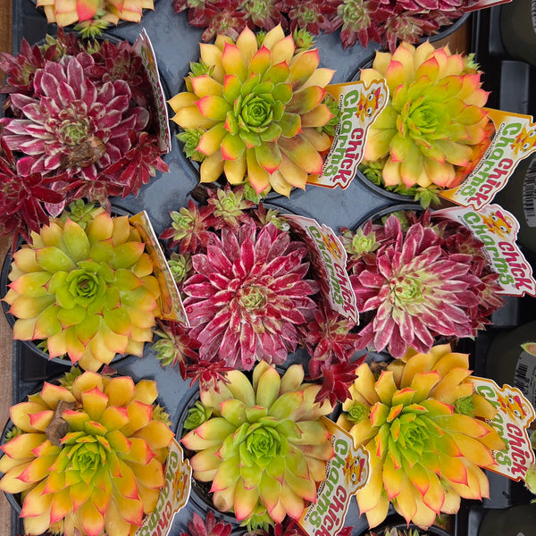 Sempervivum Chick Charms 'Lotus Blossom and Gold Nugget'