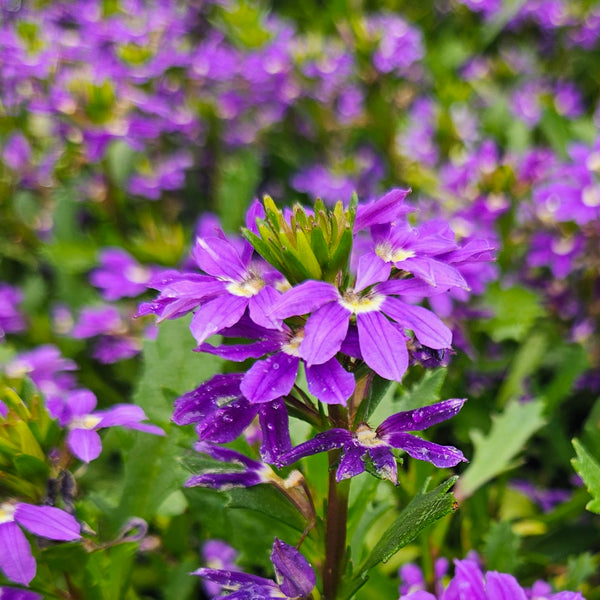 Scaevola 'Touch Indigo'