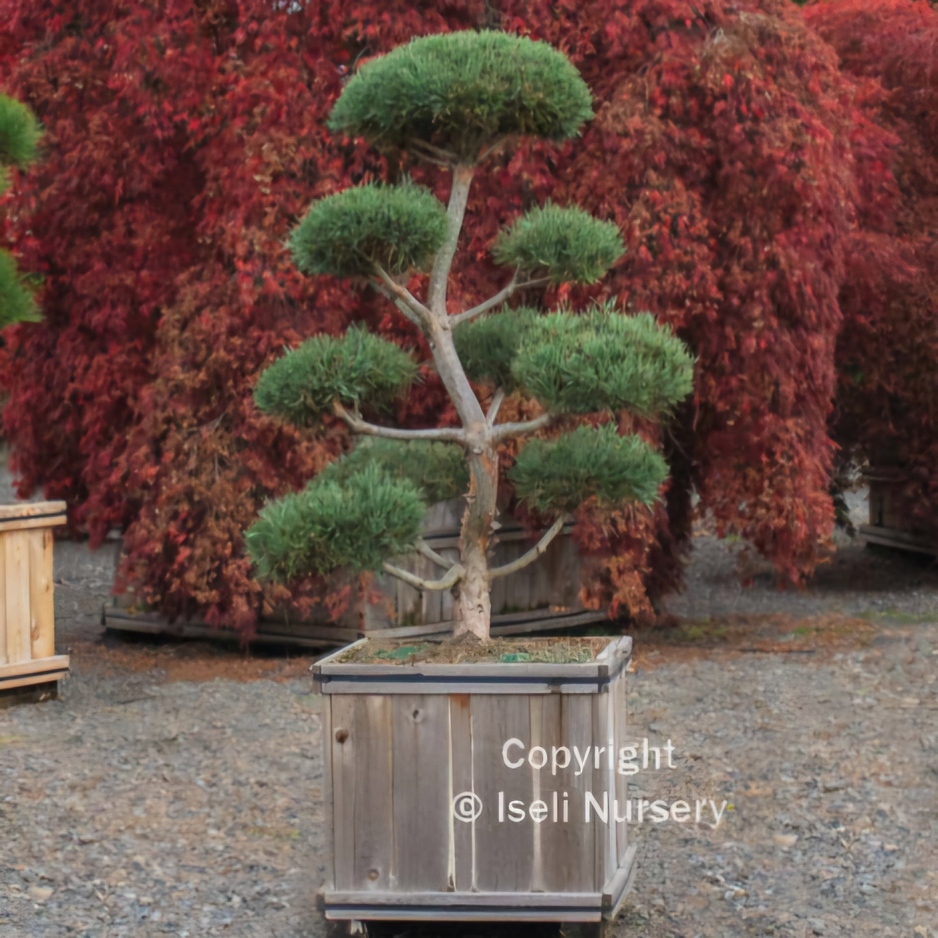 Scotch Pine 'Bonna'