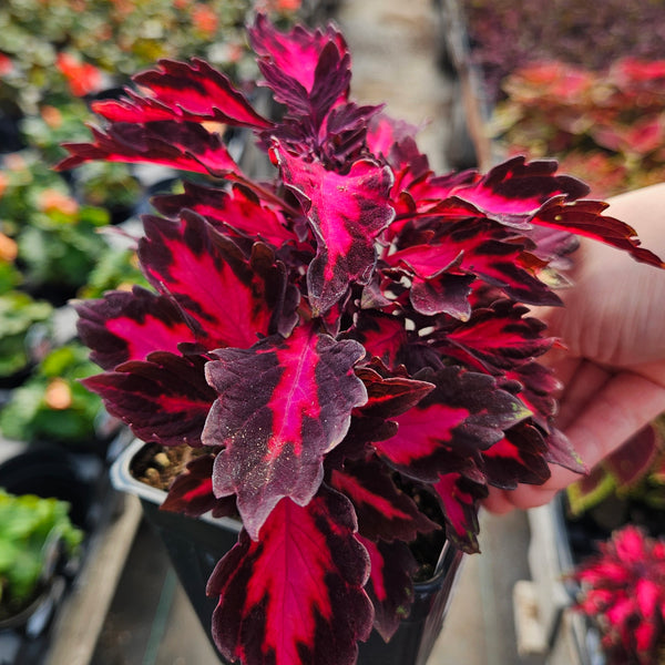 Coleus 'Stained Glassworks Royalty'