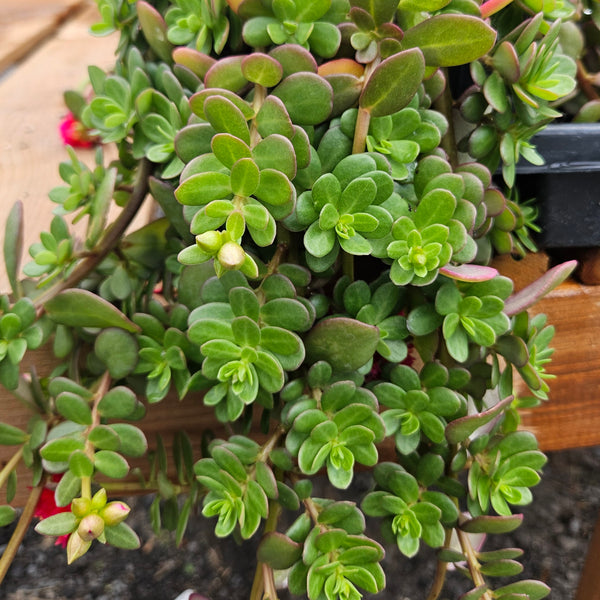Portulaca 'ColorBlast Double Magenta'