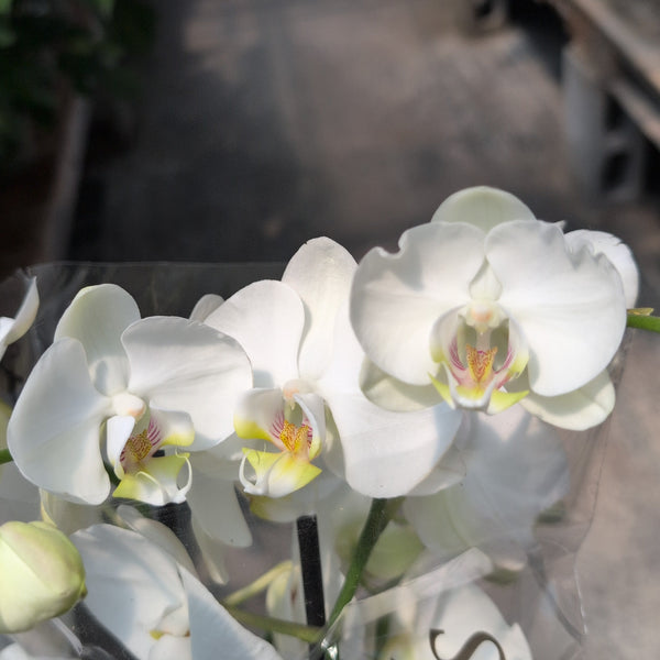 Orchid 5" Ceramic Pot 2 Spikes